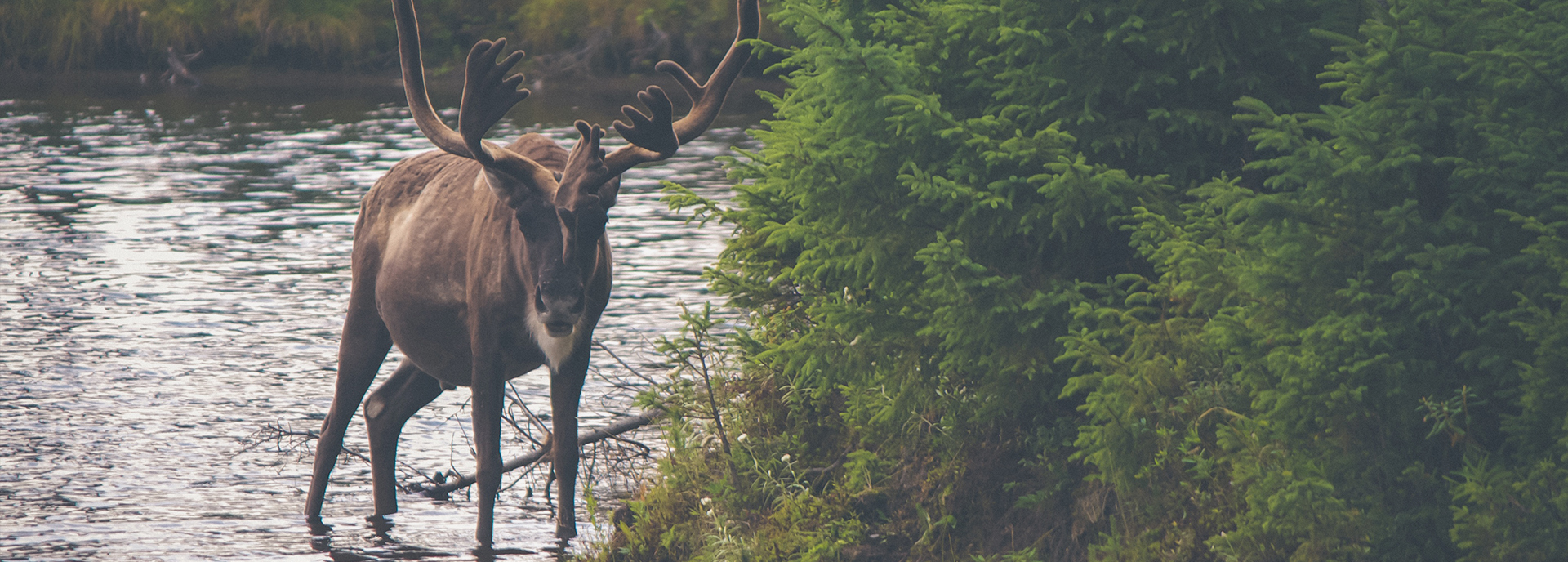 Elk